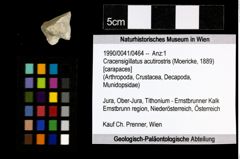 Foto (Objekt + Etiketten) von Cracensigillatus acutirostris (Moericke, 1889) 